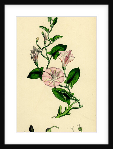 Convolvulus Arvensis Small Bindweed by Anonymous