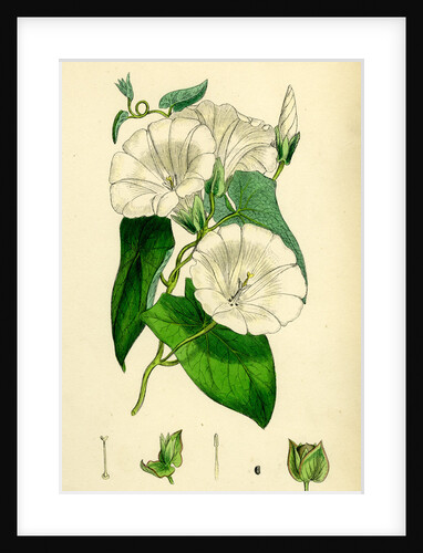 Convolvulus Sepium Great Bindweed by Anonymous