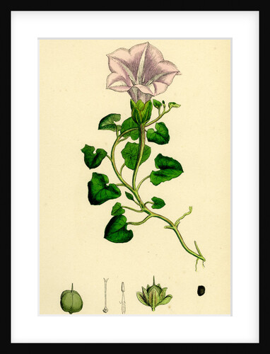 Convolvulus Soldanella Sea Bindweed by Anonymous
