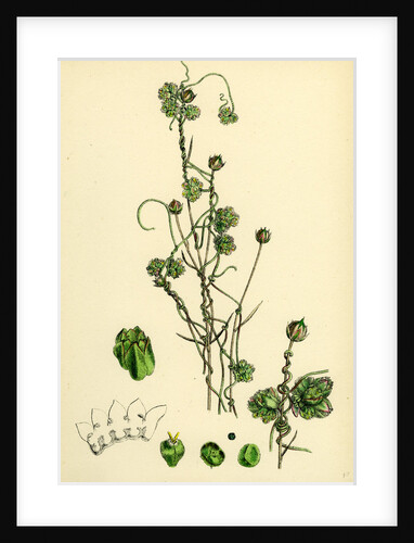 Cuscuta Epilinum Flax Dodder by Anonymous