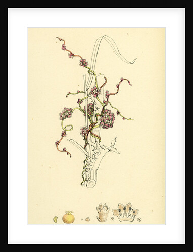 Cuscuta Europaea Greater Dodder by Anonymous