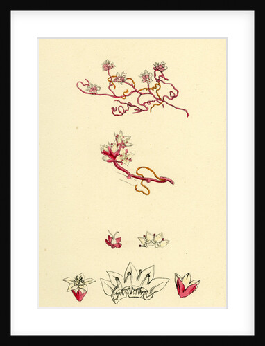 Cuscuta Epithymum Lesser Dodder by Anonymous