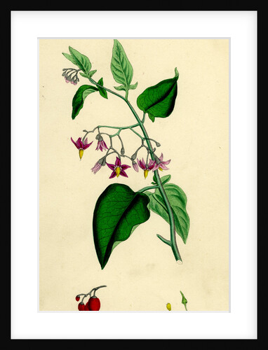 Solanum Dulcamara Woody Nightshade by Anonymous