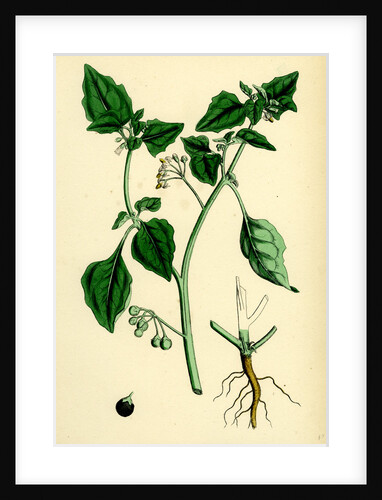 Solanum Nigrum Var. A Black Nightshade by Anonymous