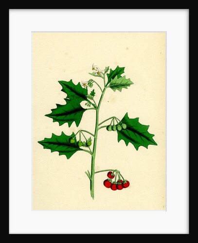 Solanum Nigrum Var. B Red Nightshade by Anonymous