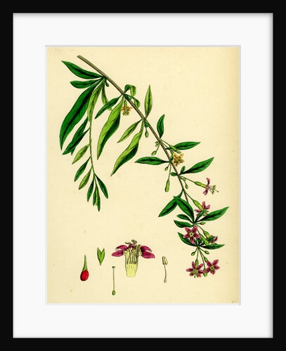 Lycium Barbarum Tea-Plant by Anonymous