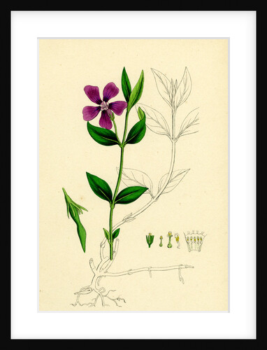 Vinca Minor Lesser Periwinkle by Anonymous