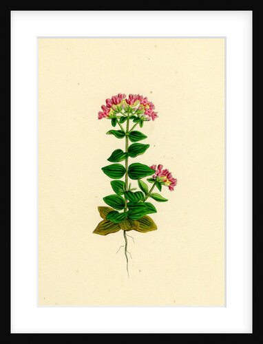 Erythraea Latifolia Broad-Leaved Centaury by Anonymous
