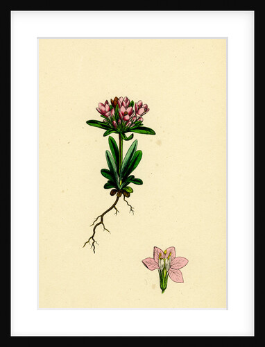 Erythraea Littoralis Narrow-Leaved Centaury by Anonymous