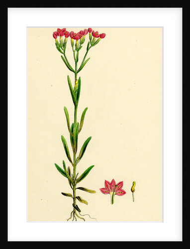 Erythraea Littoralis Narrow-Leaved Centaury by Anonymous