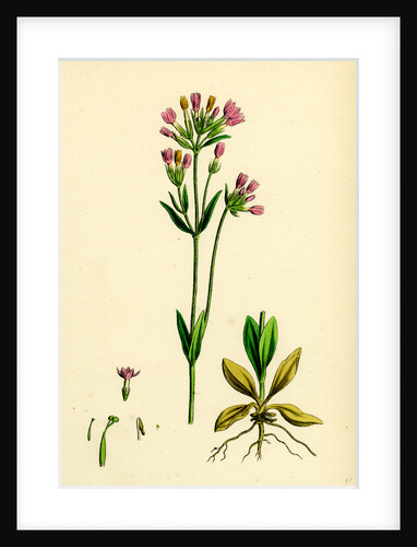 Erythraea Centaurium Common Centaury by Anonymous