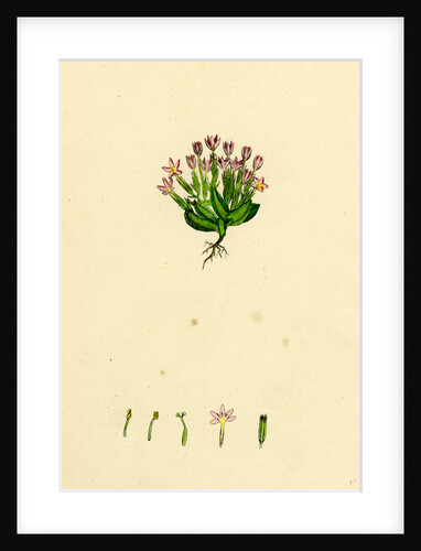 Erythraea Pulchella Slender Centaury by Anonymous