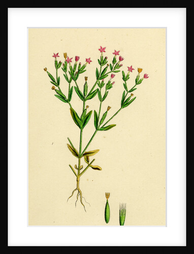 Erythraea Pulchella Slender Centaury by Anonymous