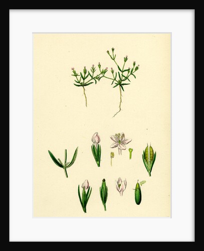 Cicendia Pusiila Least Cicendia by Anonymous