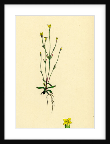 Cicendia Filiformis Slender Cicendia by Anonymous