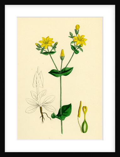 Chlora Perfoliata Yellow Centaury by Anonymous