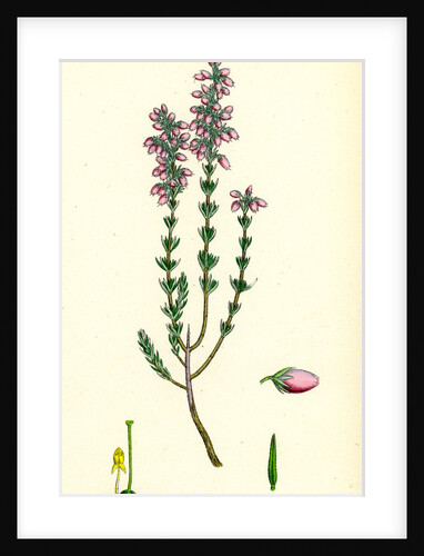 Erica Cinerea Fine-Leaved Heath by Anonymous
