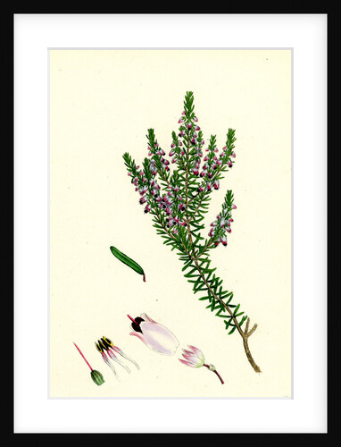 Erica Hibernica Irish Heath by Anonymous