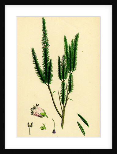 Erica Vagans Cornish Heath by Anonymous