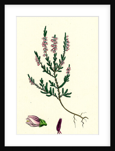 Calluna Vulgaris Common Ling by Anonymous