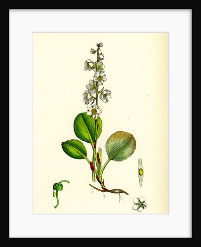 Pyrola Rotundifolia Var. Genuina Round-Leaved Winter-Green Var. A. by Anonymous