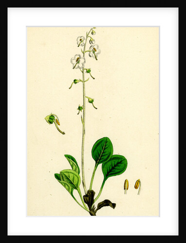 Pyrola Rotundifolia Var. Arenaria Round-Leaved Winter-Green Var. B. by Anonymous