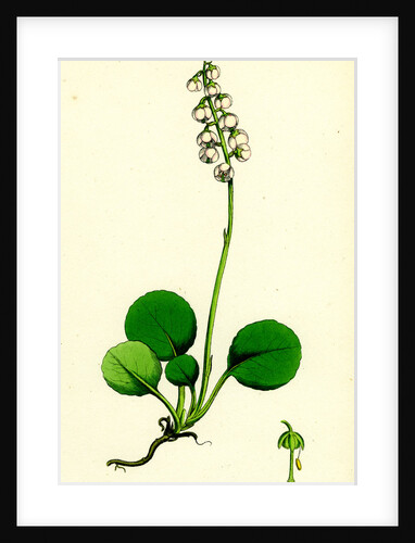 Pyrola Media Intermediate Winter-Green by Anonymous