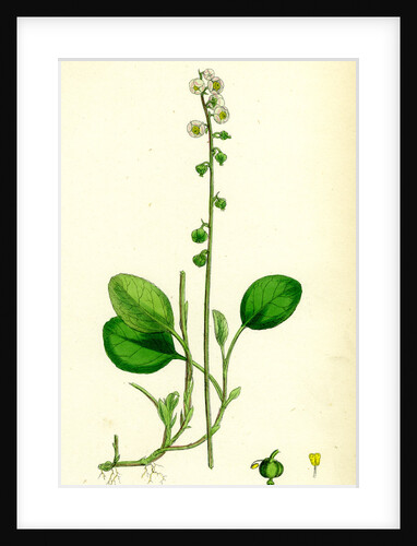 Pyrola Minor Lesser Winter-Green by Anonymous