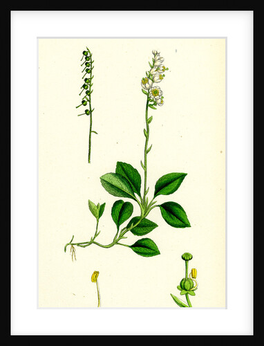 Pyrola Secunda Serrated Winter-Green by Anonymous