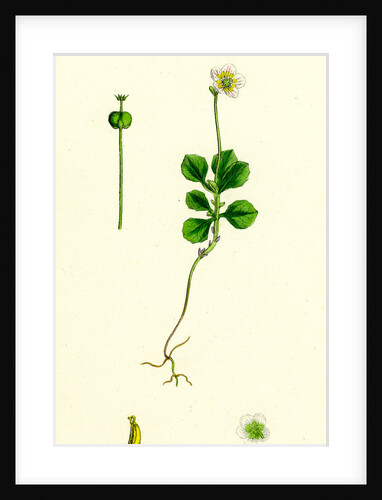 Pyrola Uniflora Single-Flowered Winter-Green by Anonymous