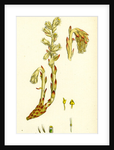 Monotropa Hypopitys Yellow Bird's-Nest by Anonymous