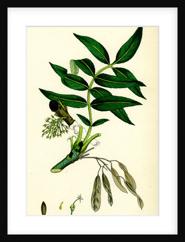 Fraxinus Excelsior Common Ash by Anonymous