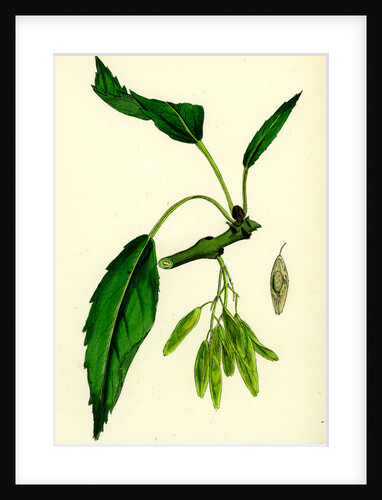 Fraxinus Excelsior Heteropylla Simple-Leaved Ash by Anonymous