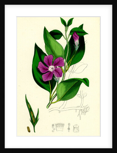 Vinca Major Greater Periwinkle by Anonymous