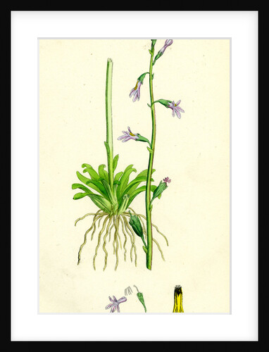 Lobelia Dortmanna Water Lobelia by Anonymous
