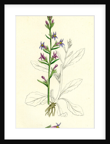 Lobelia Urens Acrid Lobelia by Anonymous
