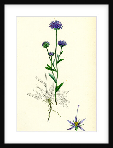 Jasione Montana Annual Sheep's-Bit by Anonymous