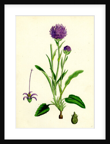 Phyteuma Orbiculare Round-Headed Rampion by Anonymous