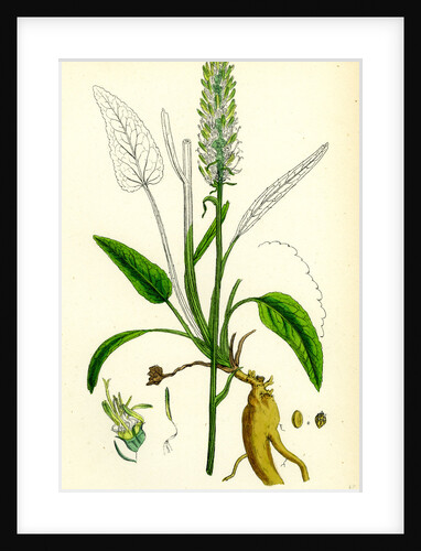 Phyteuma Spicatum Spiked Rampion by Anonymous