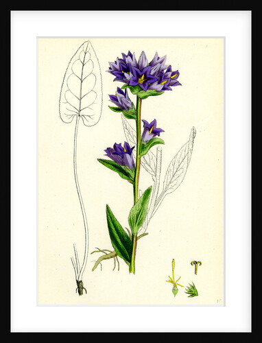 Campanula Glomerata Clustered Bell-Flower by Anonymous