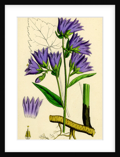 Campanula Trachelium Nettle-Leaved Bell-Flower by Anonymous