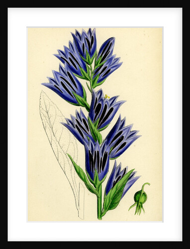 Campanula Latifolia Giant Bell-Flower by Anonymous