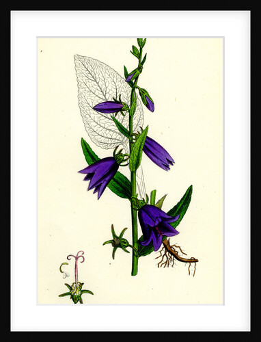 Campanula Rapunculoides Creeping Bell-Flower by Anonymous