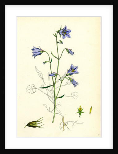 Campanula Rotundifolia Hare-Bell by Anonymous