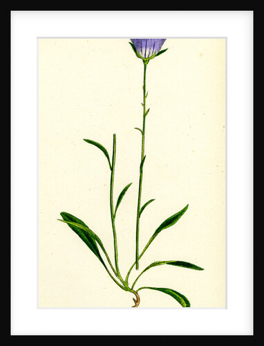 Campanula Persicifolia Peach-Leaved Bell-Flower by Anonymous