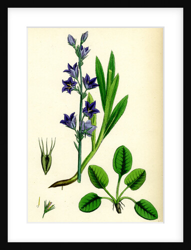 Campanula Rapunculus Rampion Bell-Flower by Anonymous