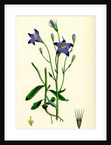 Campanula Patula Spreading Bell-Flower by Anonymous