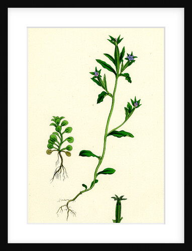 Campanula Hybrida Small-Flowered Venus'-Looking-Glass by Anonymous