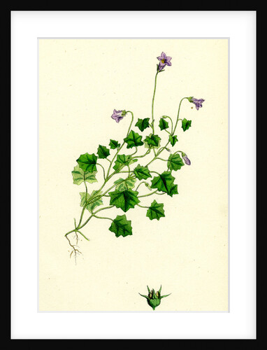 Campanula Hederacea Ivy-Leaved Bell-Flower by Anonymous