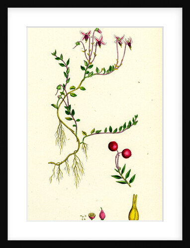Vaccinium Oxycoccos Marsh Cranberry by Anonymous